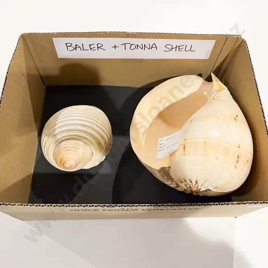 Large Baler Seashell together Tonna Seashell
