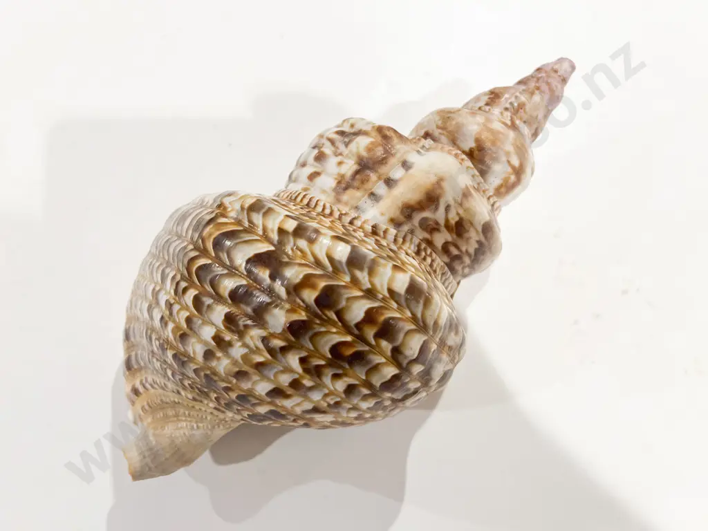 Large Trumpet Shell Image 1++