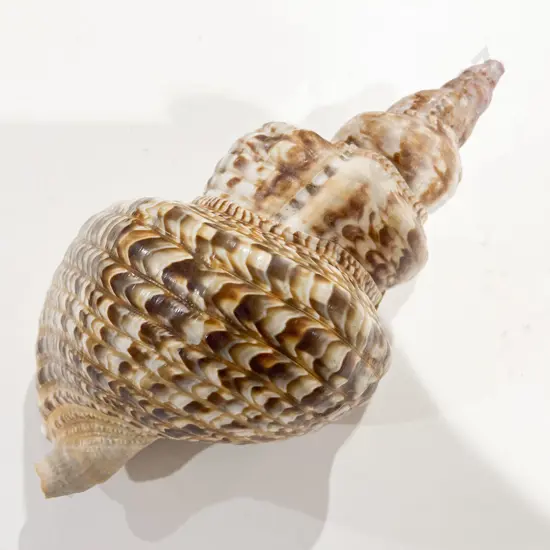 Large Trumpet Shell