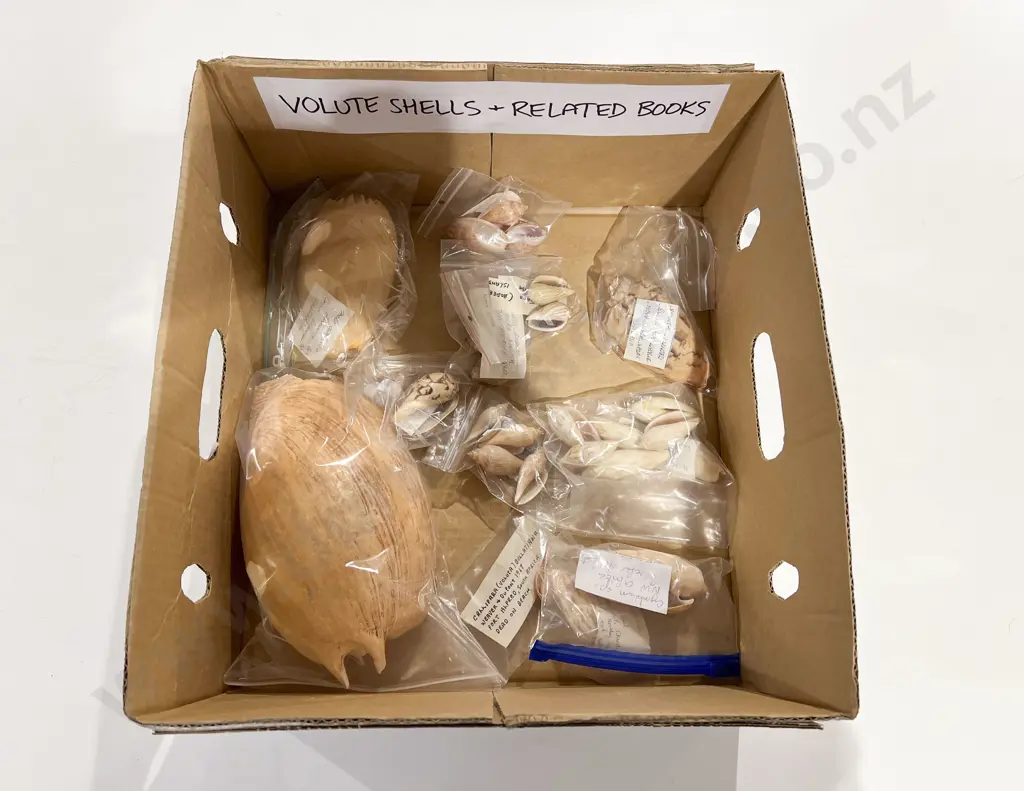 Quantity of Assorted Shells & Shell Related References Image 1++