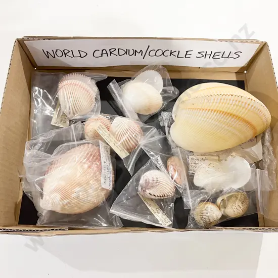 Quantity of Assorted World Cardium/Cockleshells