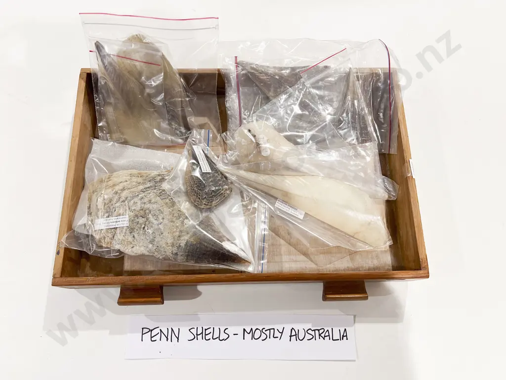 Quantity of Assorted Penn Shells (Mostly Australian Variety) Image 1++
