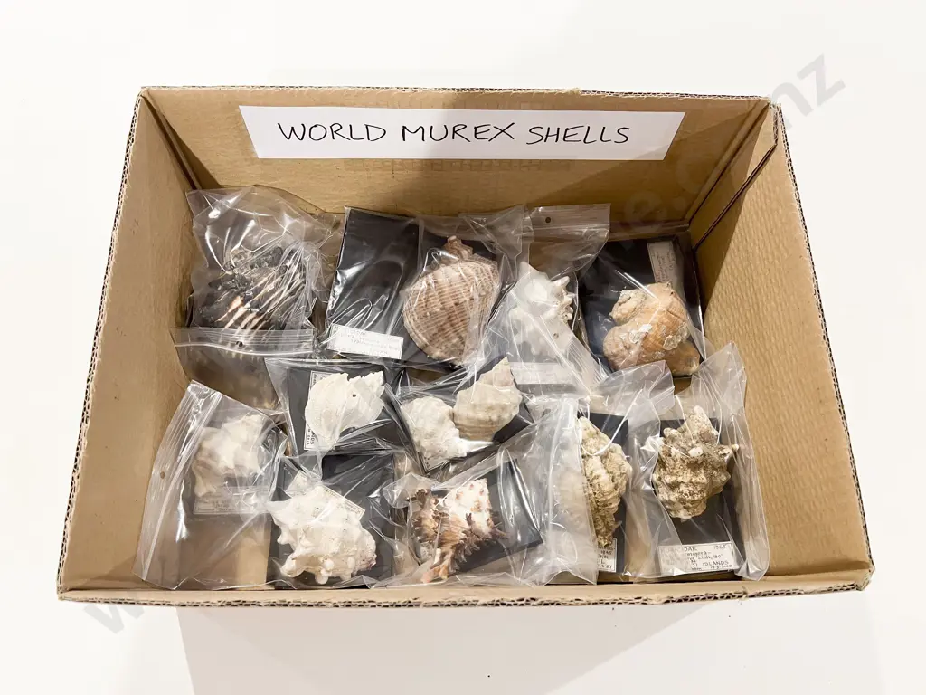 Quantity of Assorted World Murex Shells Image 1++