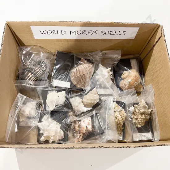 Quantity of Assorted World Murex Shells