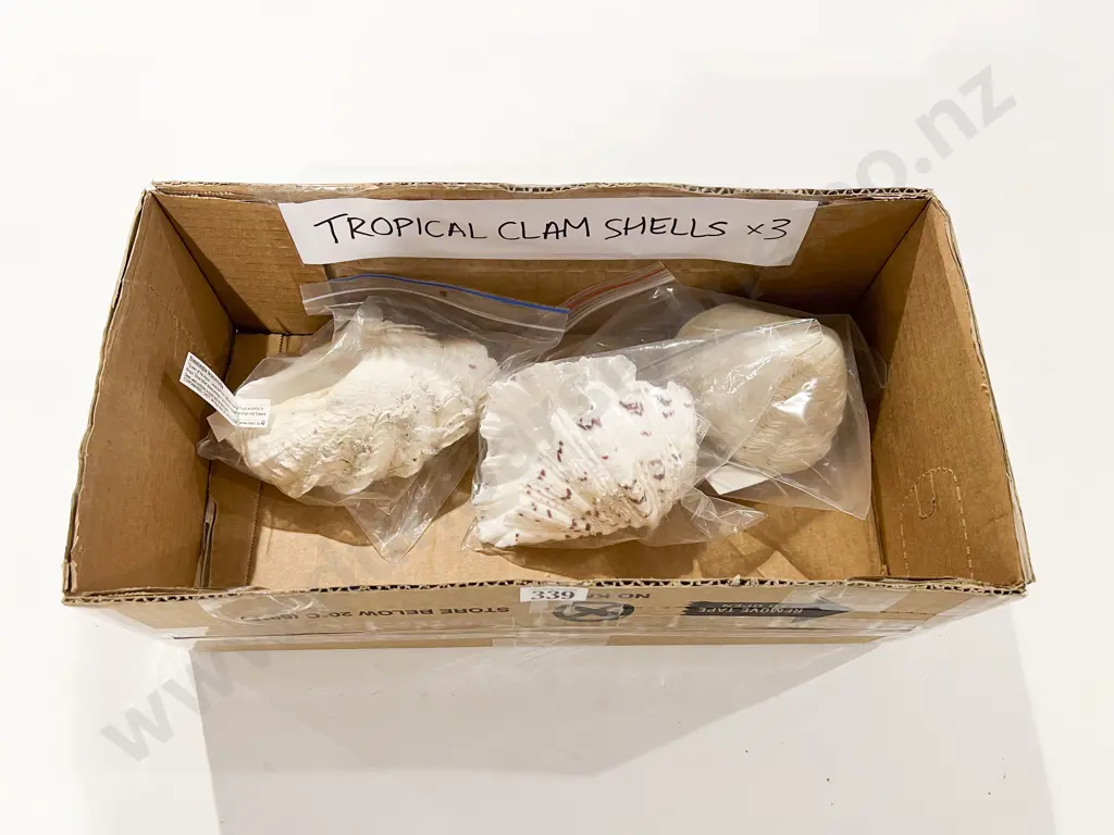 Three Tropical Clam Shells Image 1++