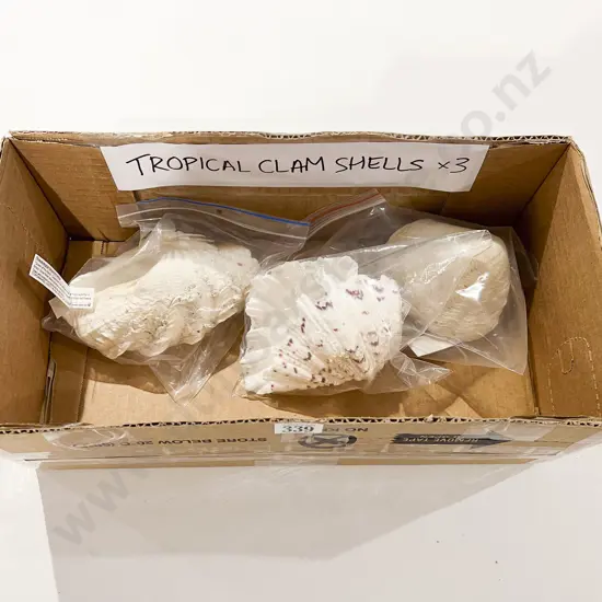 Three Tropical Clam Shells