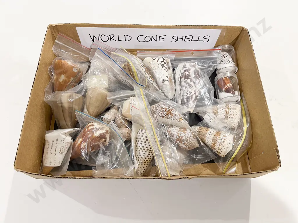 Quantity of Assorted World Cone Shells Image 1++