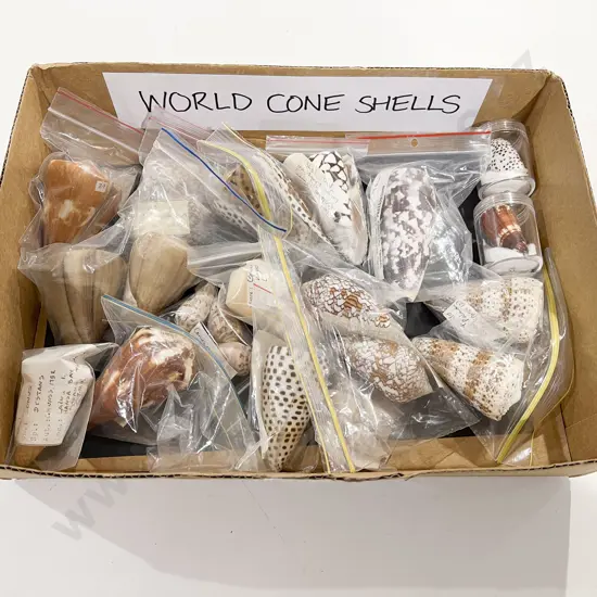 Quantity of Assorted World Cone Shells