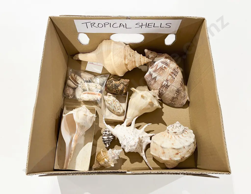 Quantity of Assorted Tropical Shells Image 1++