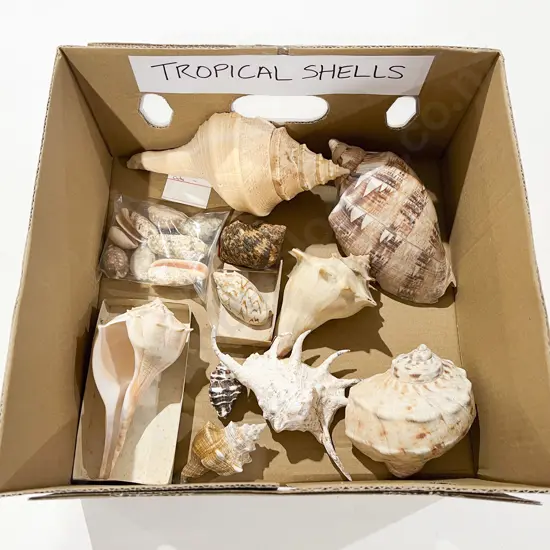 Quantity of Assorted Tropical Shells