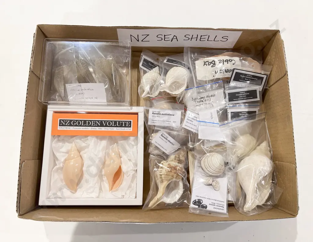 Quantity of Assorted NZ Seashells Image 1++