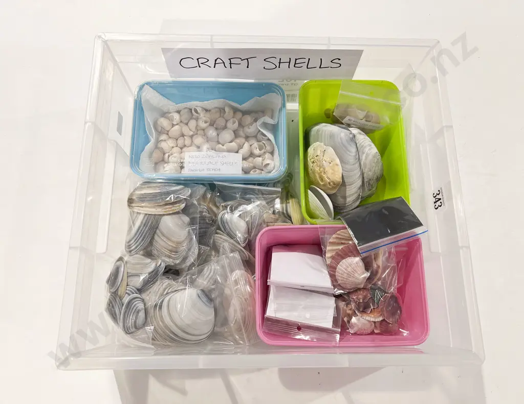Quantity of Assorted Craft Shells Image 1++