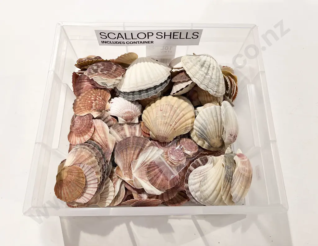 Quantity of Assorted Scallop Shells Image 1++