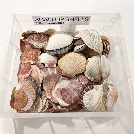 Quantity of Assorted Scallop Shells
