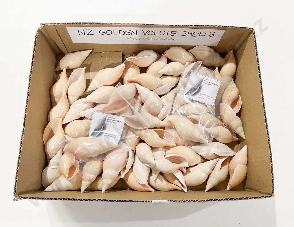Quantity of Assorted NZ Golden Volute Shells Image 1++