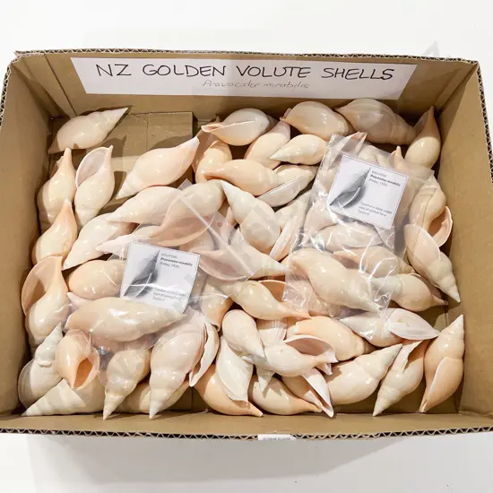 Quantity of Assorted NZ Golden Volute Shells
