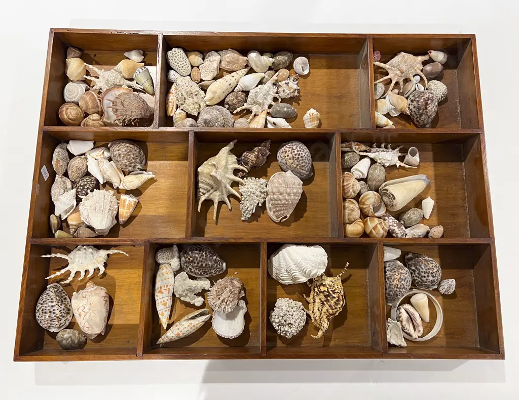 Quantity of Assorted Seashells in Wooden Sectional Display Case Image 1++