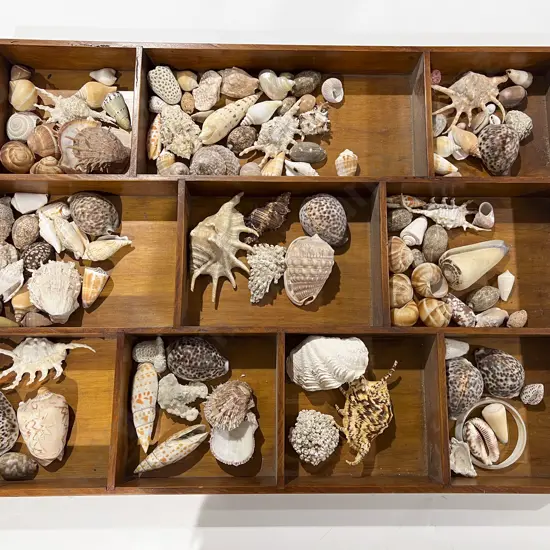 Quantity of Assorted Seashells in Wooden Sectional Display Case