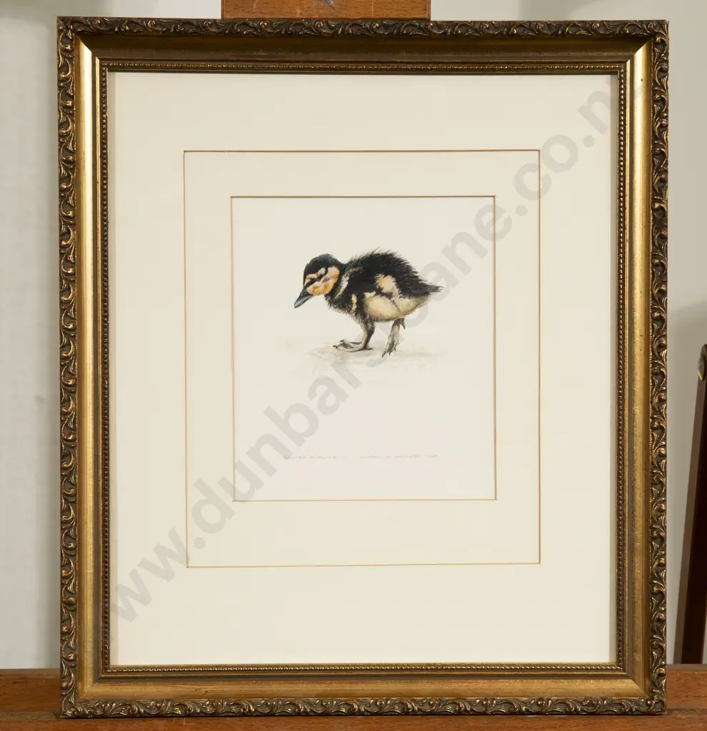 Russell Jackson - "Mallard Duckling" - Watercolour Image 1++
