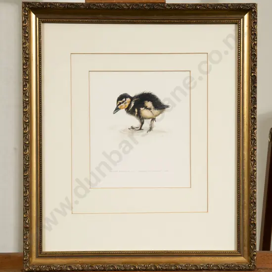 Russell Jackson - "Mallard Duckling" - Watercolour