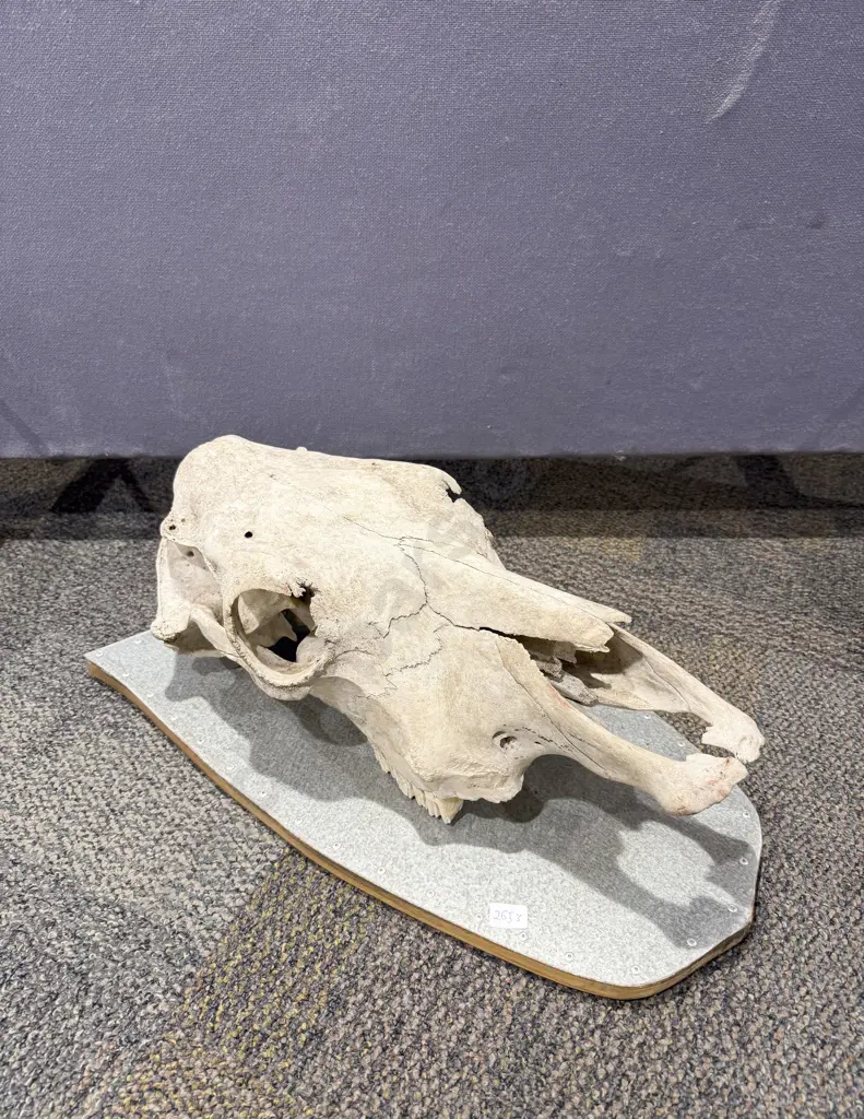 Vintage Cow Skull Mounted on Metal Covered Shield Image 1++