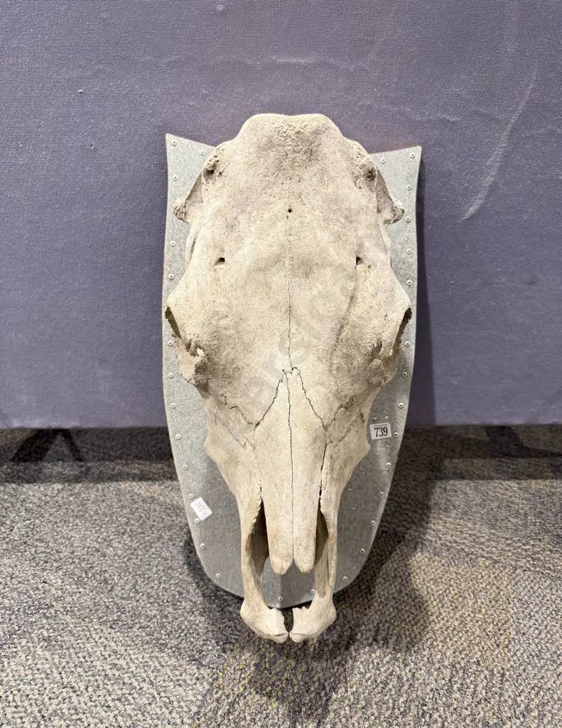 Vintage Cow Skull Mounted on Metal Covered Shield Image 1++