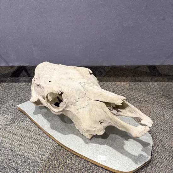 Vintage Cow Skull Mounted on Metal Covered Shield
