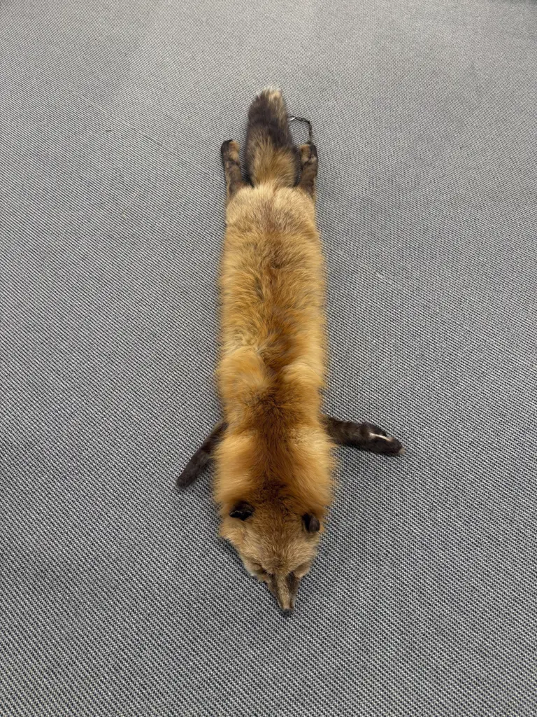 Red Fox Fur Wrap Image 1++